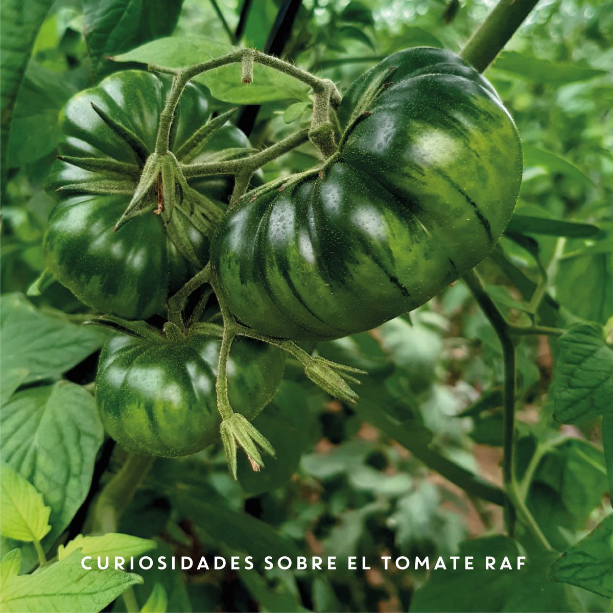 JisaNutrientes's tweet photo. 🍅 El #TomateRaf es un símbolo de sabor gourmet: dulce, ácido y jugoso. ¡El secreto revelado para tener producción y calidad!

✅ #JisafolFattening mejora su sabor único.
✅ #GlyBet lo fortalece frente al estrés.
✅ #Engormax aumenta su tamaño y peso.

#InnovaciónAgrícola #JISA https://t.co/N0NoFtsq66