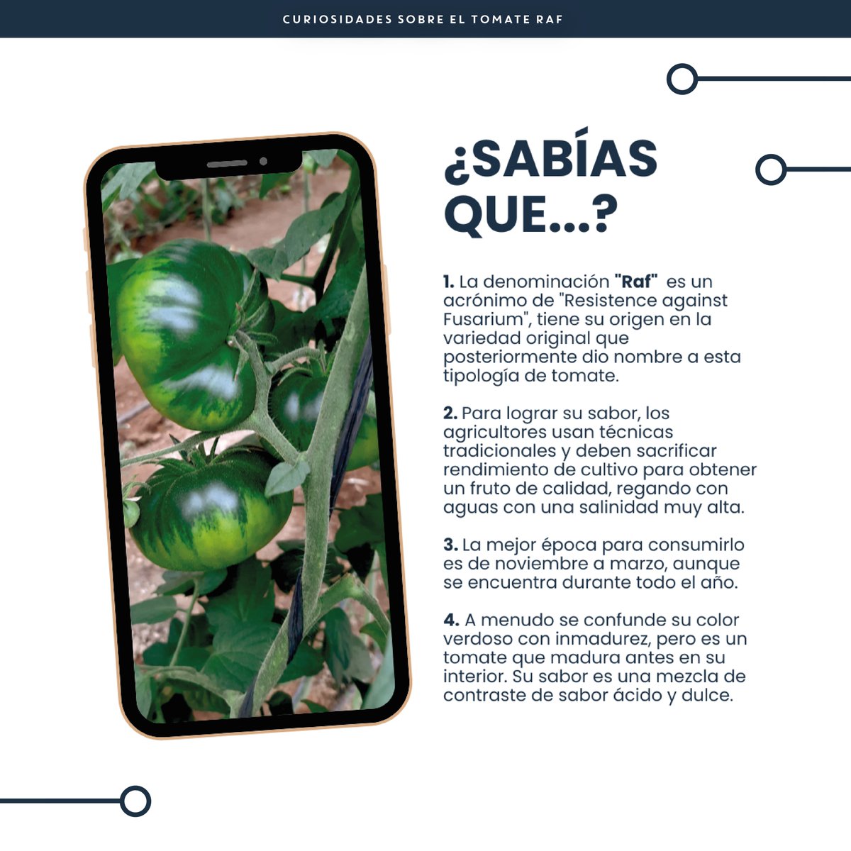 JisaNutrientes's tweet photo. 🍅 El #TomateRaf es un símbolo de sabor gourmet: dulce, ácido y jugoso. ¡El secreto revelado para tener producción y calidad!

✅ #JisafolFattening mejora su sabor único.
✅ #GlyBet lo fortalece frente al estrés.
✅ #Engormax aumenta su tamaño y peso.

#InnovaciónAgrícola #JISA https://t.co/N0NoFtsq66