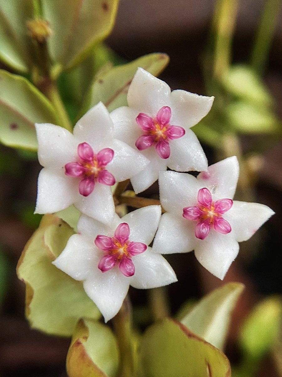 NatuPhotography's tweet image. As it is tradition, it’s “Flowers On Friday”!

Let’s make X a colorful garden today!