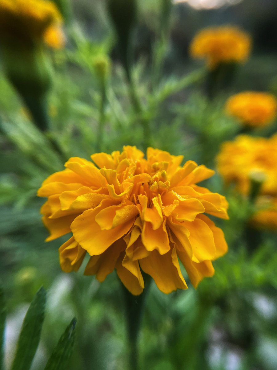 NatuPhotography's tweet image. As it is tradition, it’s “Flowers On Friday”!

Let’s make X a colorful garden today!