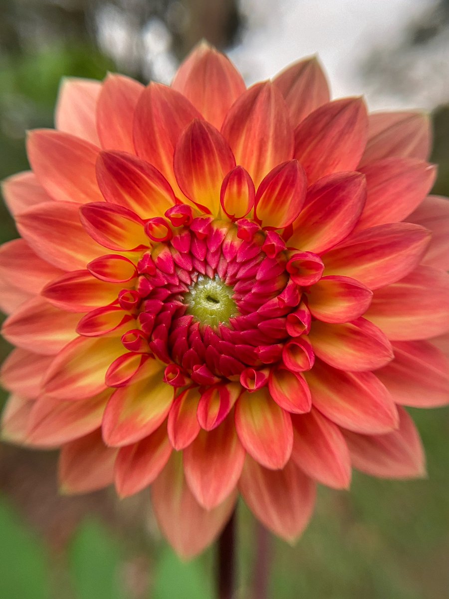 NatuPhotography's tweet image. As it is tradition, it’s “Flowers On Friday”!

Let’s make X a colorful garden today!