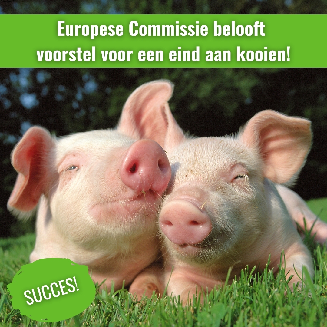 Goed nieuws: Europese Commissie belooft in 2026 te komen met voorstel voor einde aan kooien in de veehouderij. Nu graag nog een duidelijk tijdpad voor de andere voorstellen om de verouderde dierenwelzijnswetten te verbeteren. <a href="/EU_Commission/">European Commission</a> #EndtheCageAge ciwf.nl/nieuws/2024/12…