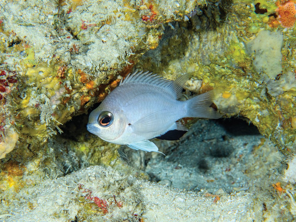 ZooKeys_Journal's tweet image. A warm welcome for Chromis abadhah, a beautiful new damselfish species from the deep coral reefs of the Maldives!

Description: doi.org/10.3897/zookey…

#deepreefs #ichthyology #oceans @CoralReefFish @calacademy @MMRI_Maldives