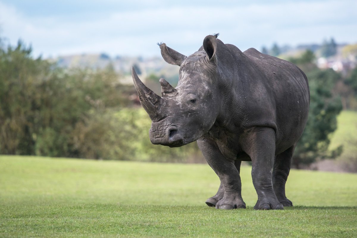 Happy 15th birthday to our white rhino, Ailsa! 🦏🎈

#WMSP #HappyBirthday