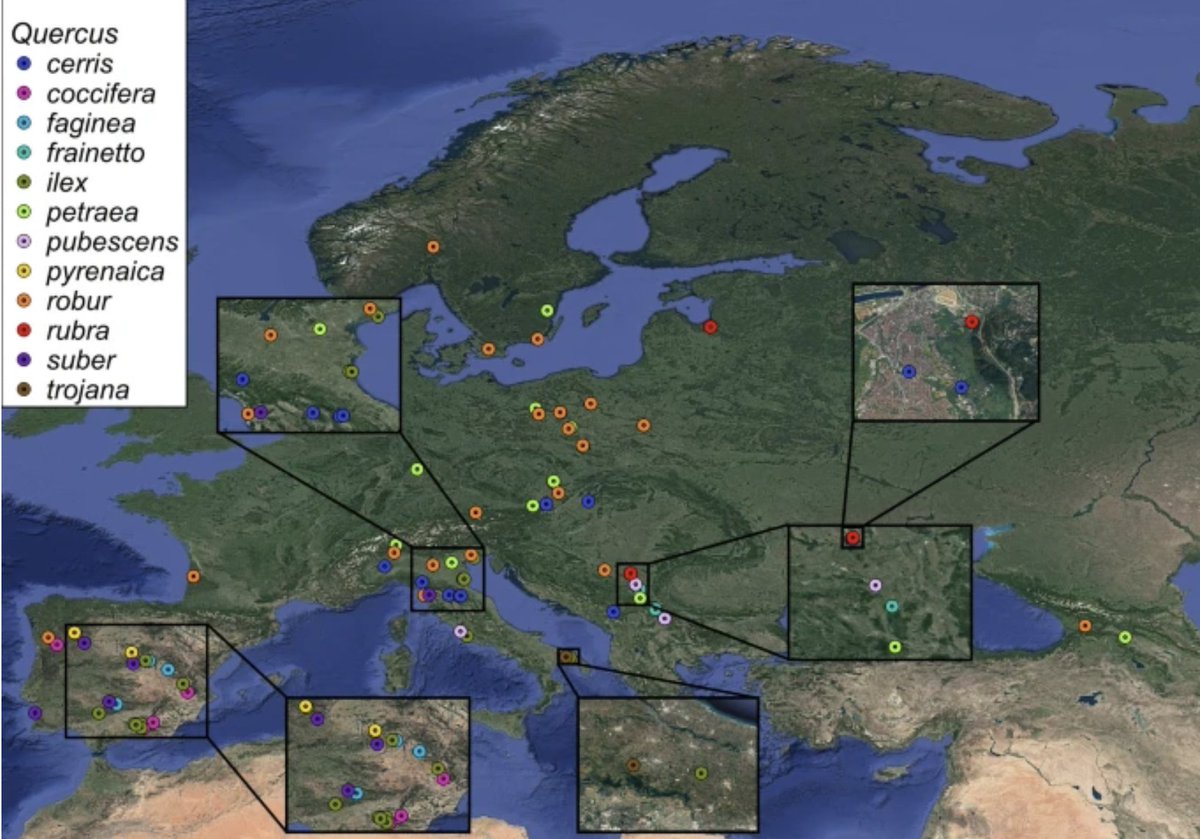 alexleverkus | @alexleverkus.bsky.social (@alexleverkus) on Twitter photo Seed germination is a key process for forest regeneration. We measured seed batch germination potential in 12 oak species –now available as a data paper. Feel free to use and share the data!
Well done @BioMery_ <a href="/seedvsplant/">Seeding vs Planting</a>
doi.org/10.1186/s13595… Seed germination is a key process for forest regeneration. We measured seed batch germination potential in 12 oak species –now available as a data paper. Feel free to use and share the data!
Well done @BioMery_ <a href="/seedvsplant/">Seeding vs Planting</a>
doi.org/10.1186/s13595…