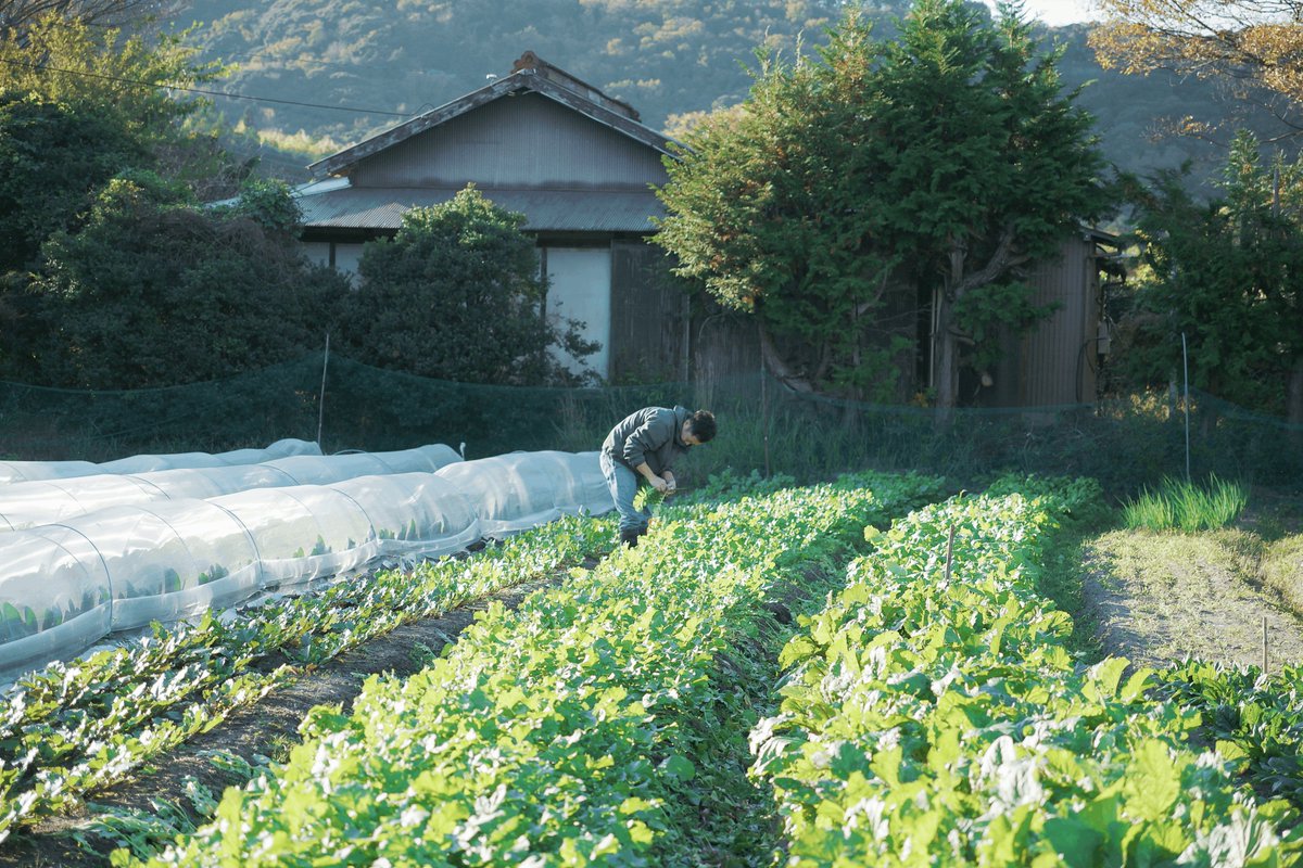 〈降霜〉
やっと、毎日霜が降りるようになりました。朝にキャベツを収穫しにいくと、葉の間の水が凍っていて、外の蛇口も凍っている。家でも猫がやたらと水飲み皿のあたりで鳴くので、なにかと思えば、水面に氷が張っていました。気づくのが遅れてごめんよ。