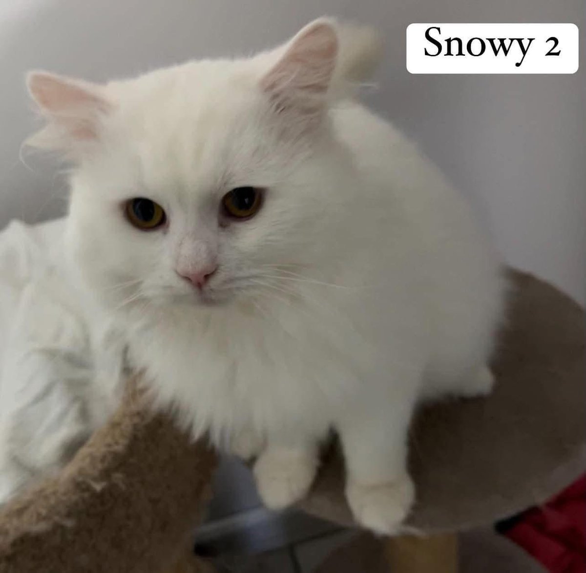 newstartcats1's tweet photo. We might not be in for a white Christmas this year but you can bring home your very snowball. Meet Snowy who’s 8🤍❄️
We don't know much about Snowy but he should be fine to live with children &amp; other cats, potentially with dogs as long as they were introduced slowly. 😻💜🐾 https://t.co/sM6RcOlWJL