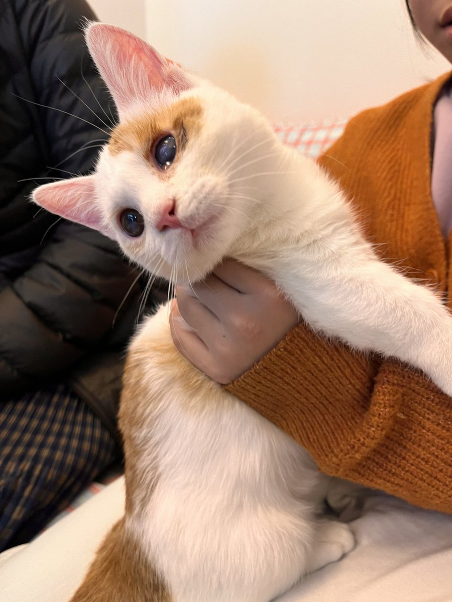 juso_sakuraneko's tweet photo. #拡散希望

兵庫県芦屋市
猫の譲渡会のお知らせ

12月22日（日）13時〜15時
芦屋市大原町4-13

それぞれドラマを背負った
可愛い猫達が家族を求めて参加します✨

大変厚かましいお願いでございますが、全ての参加猫が良縁に恵まれますよう、拡散のお力添えをよろしくお願いいたします🙏 https://t.co/ZqZ1iH2MJL