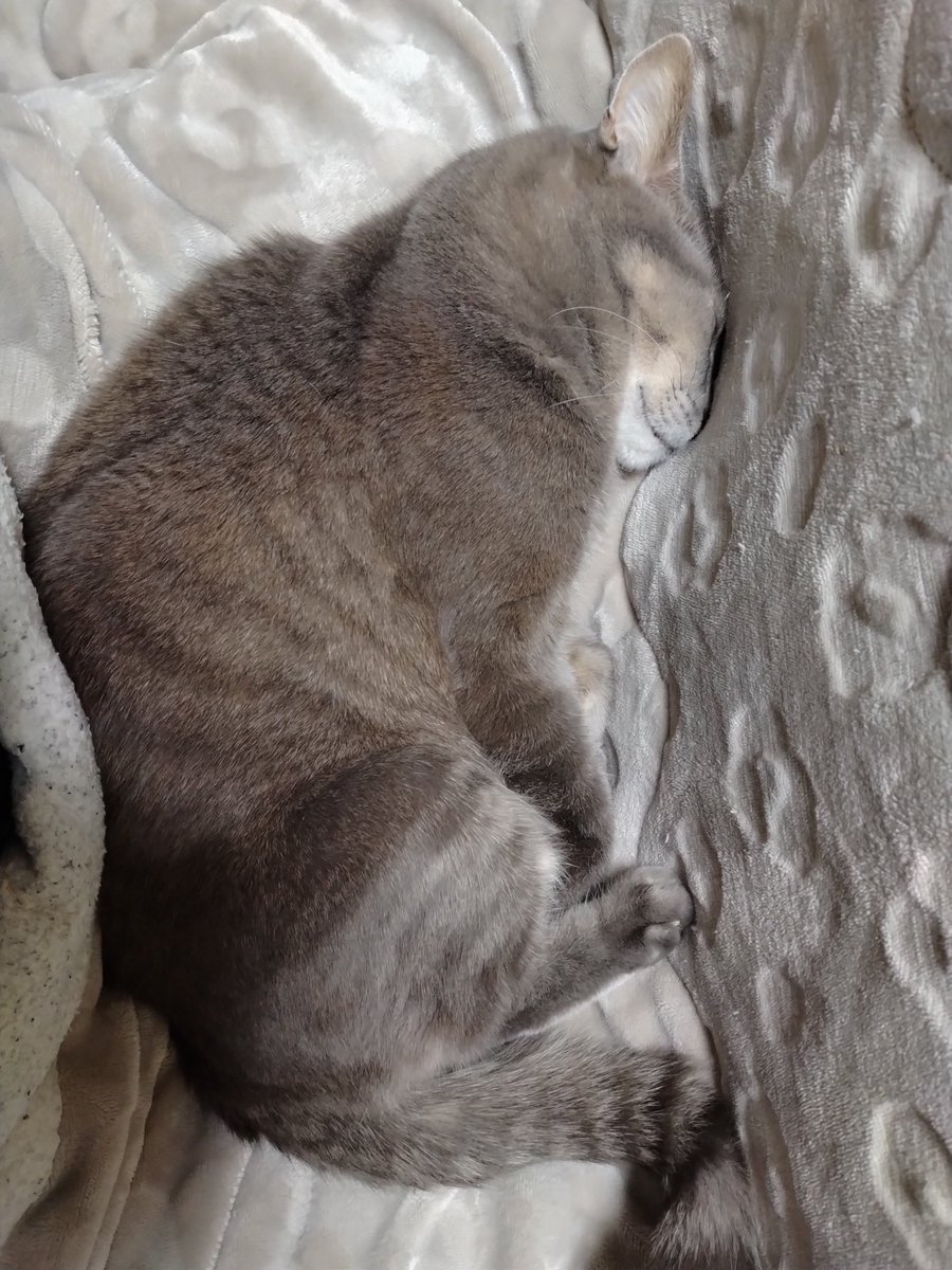 us4xfo's tweet photo. 可愛い顔が潰れてますけど‥

#猫のいる幸せ https://t.co/zcVHMIMtzE