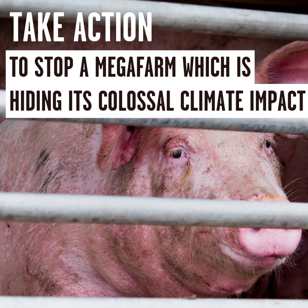 ✊Act now to stop one of Europe’s largest factory farms which is hiding its massive climate impact.

Cranswick deliberately omitted the true climate &amp; environmental costs in its planning application 🏭🌍 

📣 Send your objection today in only a few clicks. buff.ly/4f2qISl