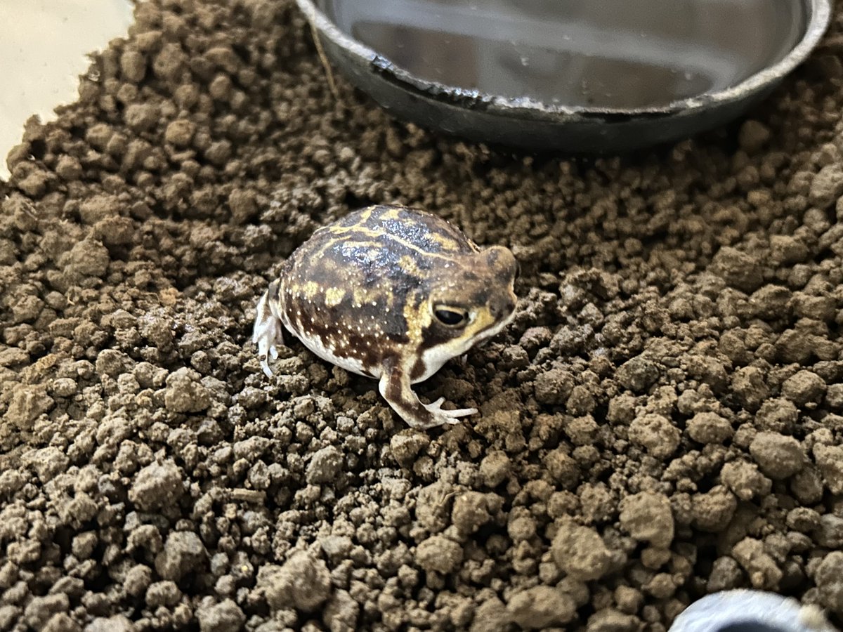 足立区生物園 on X: 