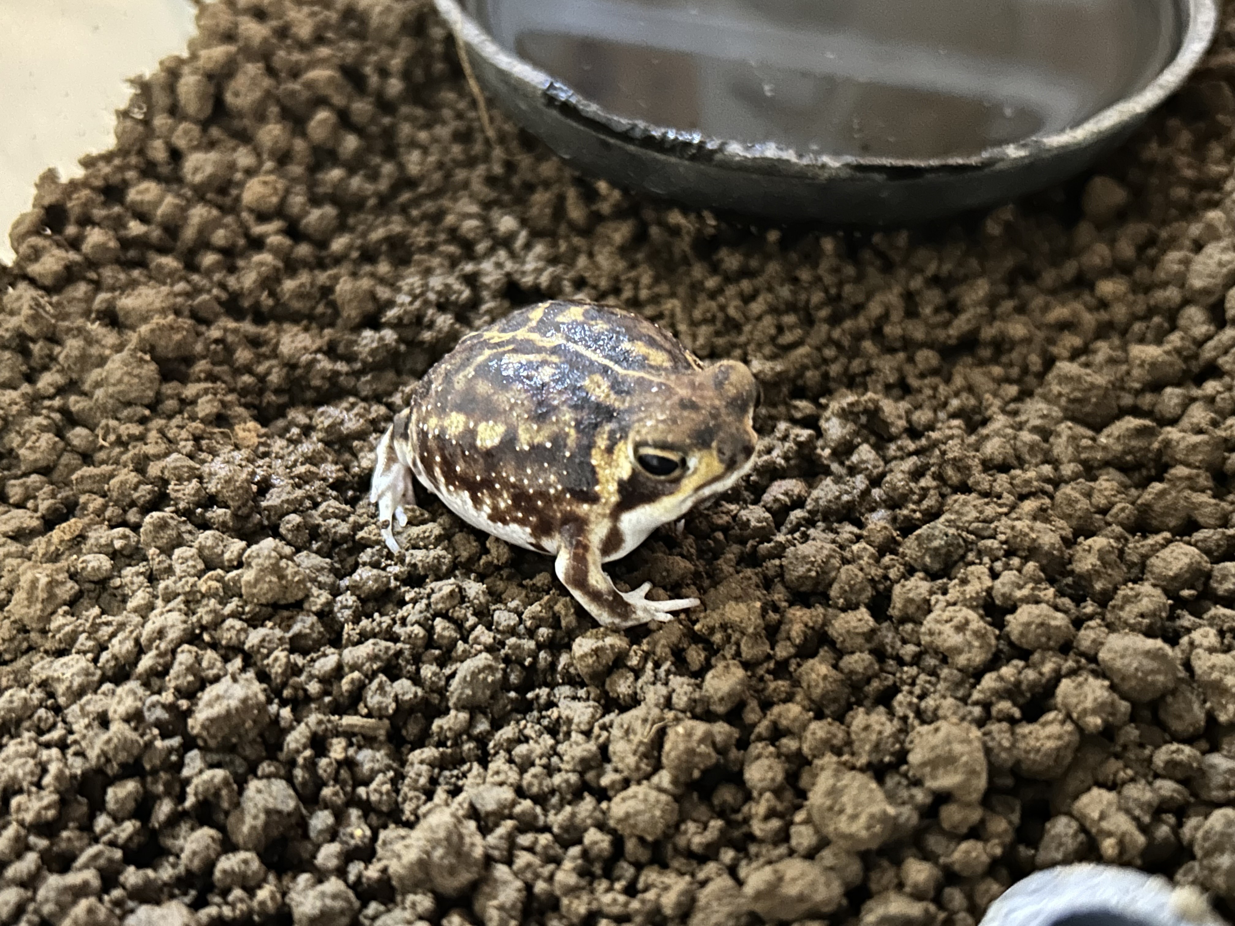 足立区生物園 on X: 