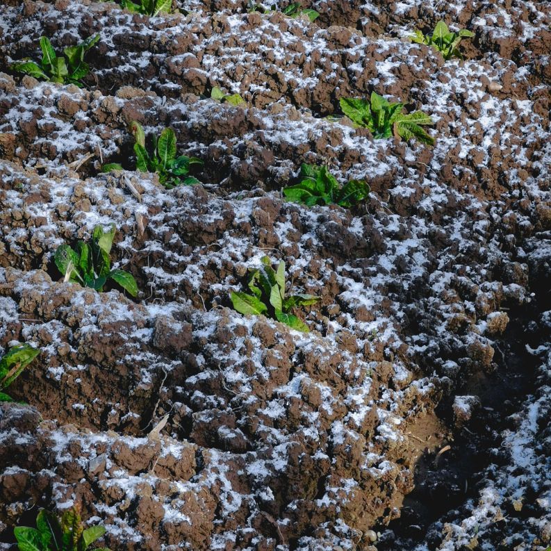 Sea2Soil isn’t just a soil improver…it's a solution that ensures better soil biology and improved crop yields.

Make every season count! 🌿