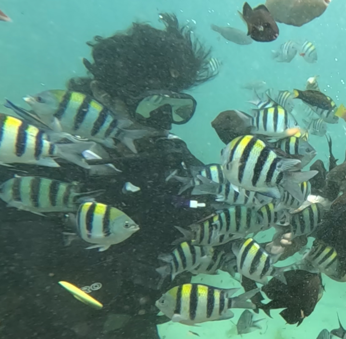 shinigamiXBT's tweet photo. GMM, it be funny fr

2nd pic is the 2 types of triggers i will look for in PA to lonk :))

(3rd pic issa me underwater chilling in bali few weeks ago) https://t.co/hrEovJttrn