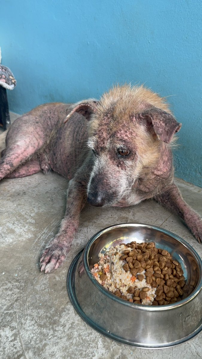 NiallHarbison's tweet photo. No words needed. Just a little street dog who had fallen on tough times and who needed a helping hand back up on his paws. 

You love to see it. Some man, Sir Anthony Hopkins 🥰🙏 (6/6) https://t.co/gDazoURuvf