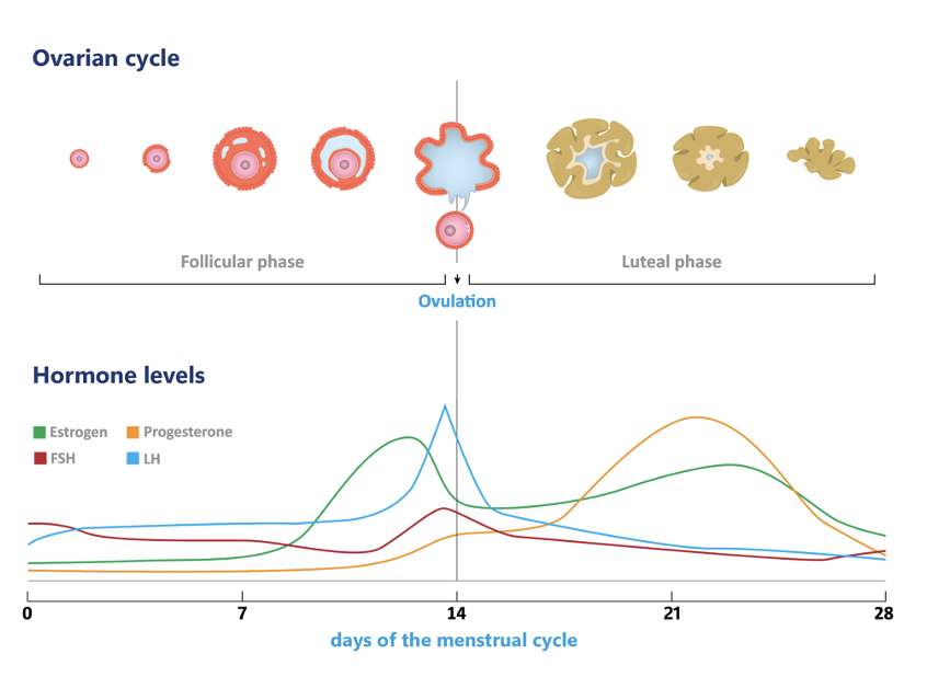 💐Teaching the menstrual cycle? Key points:
🍍 Periods start~ages 10-15 &amp; can be irregular early on.
🍍Normal cycles:21-35 days,periods &lt;8 days.
🍍Bleeding varies from light to heavy.
🍍Ovulation:Day 10-25,often Days 14-17. #menstrualcycle #periods #menstruation