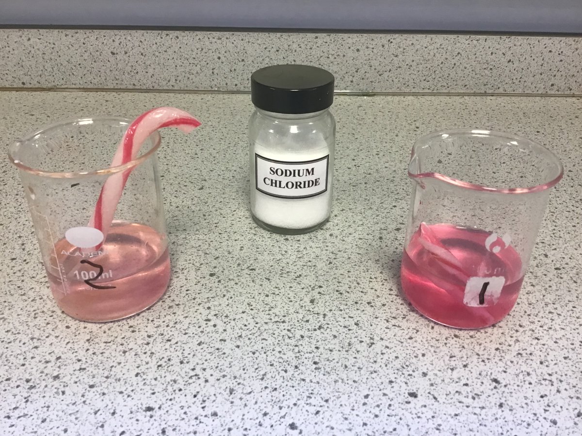 Springburn_sci's tweet image. 2.1 looking at factors affecting solubility with candy canes with Mrs Friel🎄