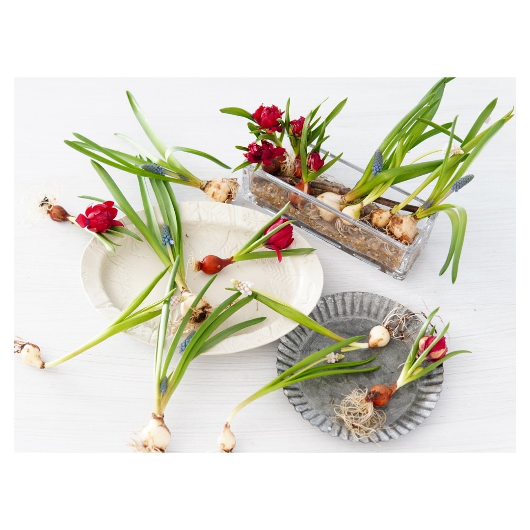 310cafeｰサトカフェｰ🌼纏う花・飾る花- 1/11のちのちの市 tweet media