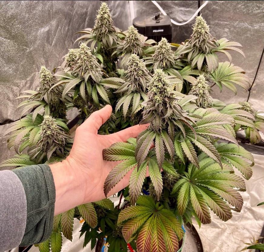 medicgrow's tweet photo. πΏ Look at those beauties! These incredible plants grown by BakedintheBluegrass showcase the power of the Smart-8 LED Grow Light. Precision lighting brings out the best in every grow! π‘β¨
#MedicGrow #Smart8 #GrowLights #CannabisGrowers #ThrivingPlants https://t.co/YfBHsXj1rK