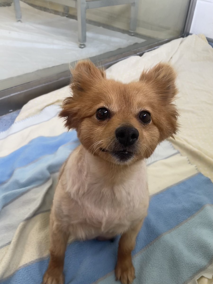 A Pomeranian dog sitting down on a blanket, looking up at the camera. Her fur on her body has been shaved off, but her ears and face are still fluffy
