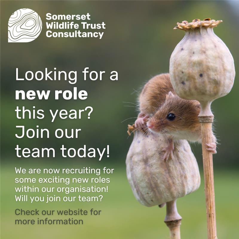 SWTConsultancy's tweet image. Join our team