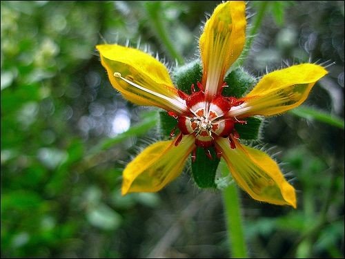 Untamedpath's tweet photo. A stunning close-up of a Loasa tricolor flower, showcasing its vibrant yellow petals and intricate red center. #loasa #wildflower #naturephotography #patagonia #flora https://t.co/KN1Yz7Qxn5