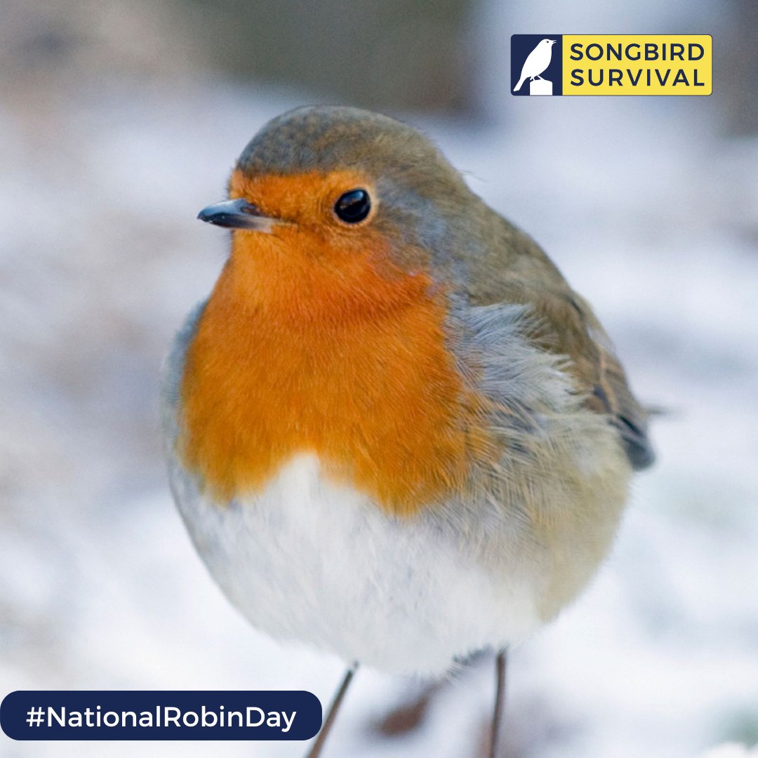Join us for #NationalRobinDay on 21st December to help save songbirds. This Saturday, connect with nature by giving songbirds food, fresh water, or making your garden a haven for birds. We would love to see your photos. Visit songbirdsos.org/nationalrobind… to sign up for more tips.