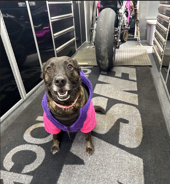 Happy Friday! #penskeshocks #puppiesofpenske #petsofpenske #shocks