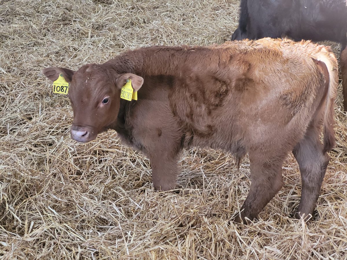 A few more Hoss US embryo calves have hit the ground at the Crossbrae Herd in Aberdeen! 🐄✨

#CrossbraeHerd #HossUS #QualityGenetics