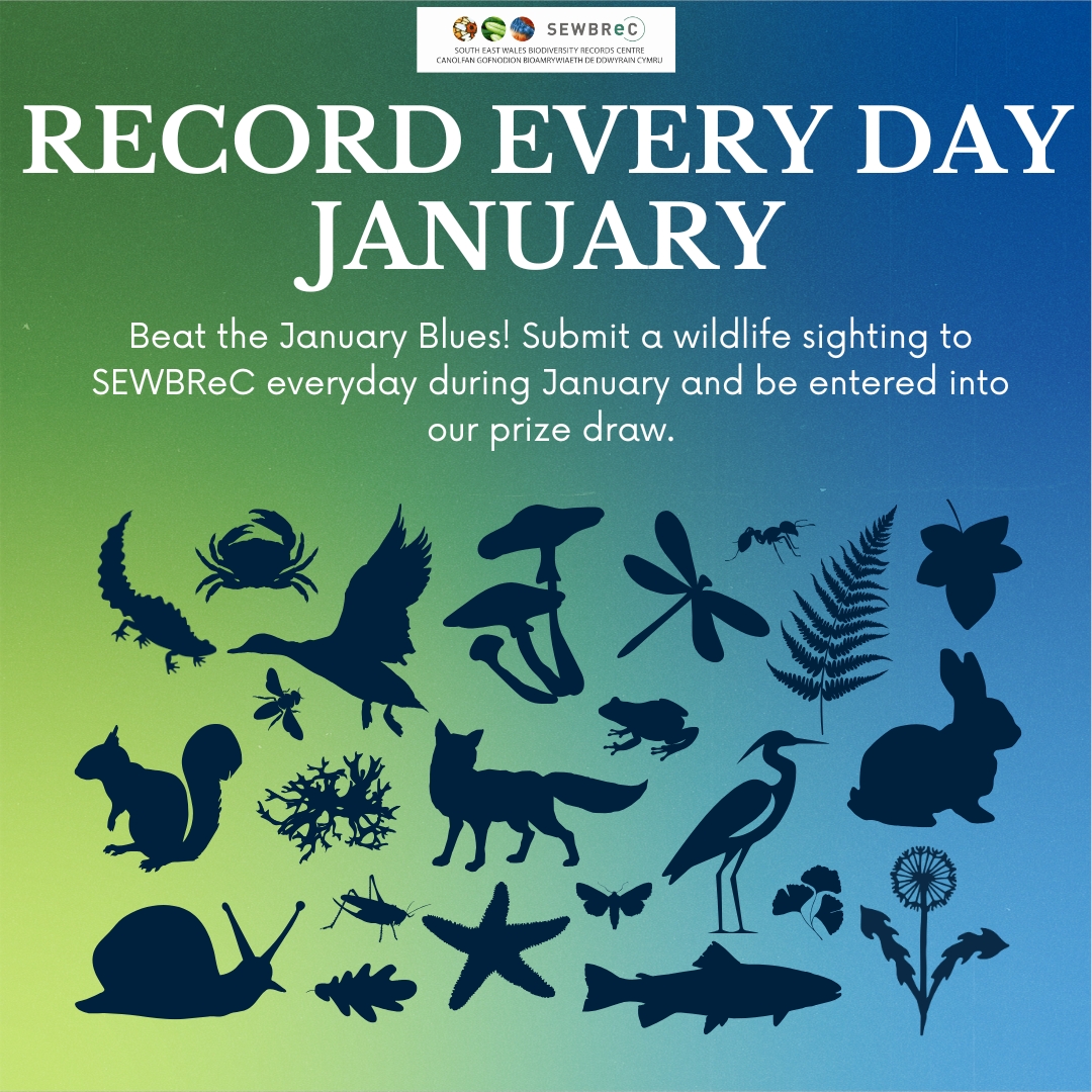 Want to get ahead of the January Blues? Take part in our new challenge - Record Every Day January!
We are asking everyone to get out in nature each day and spot some wildlife. Everyone who manages to #RecordEveryDayJanuary will go into a prize draw.