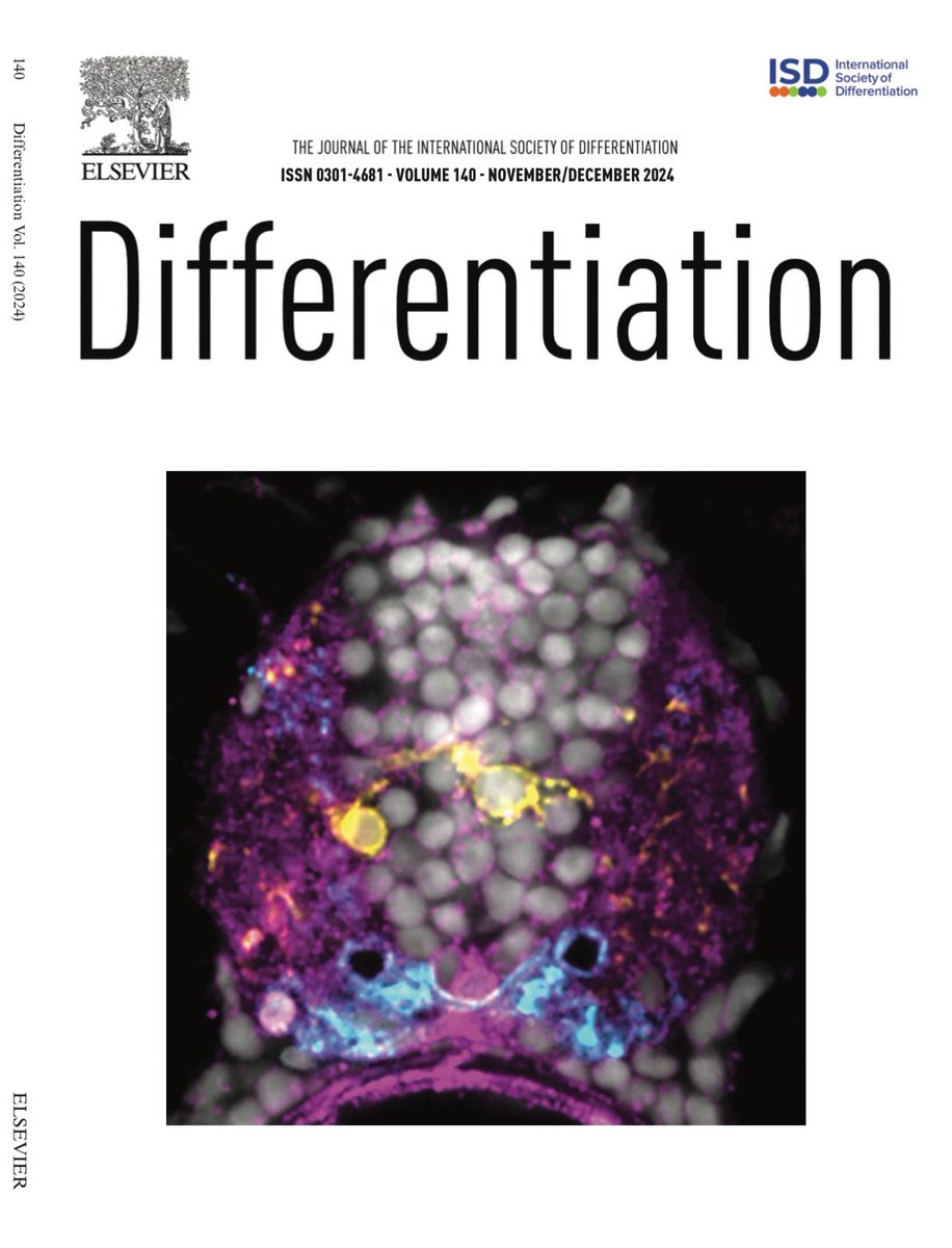 Check out Issue 140 of Differentiation sciencedirect.com/journal/differ…

It includes everything from #oligodendrocyte development to #Retinoblastoma protein roles during plant mitosis and bone cell differentiation!

Bonus: the second half of a #FGF primers special issue is included!