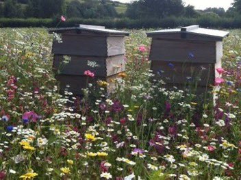 I listened to my bluebottle and forgetting the mist creeping coldly up from the valley, I opened a nice little book which told me, among other things, about the garden plants particularly useful to bees, and instantly the calendar ceased to say December. #gardening