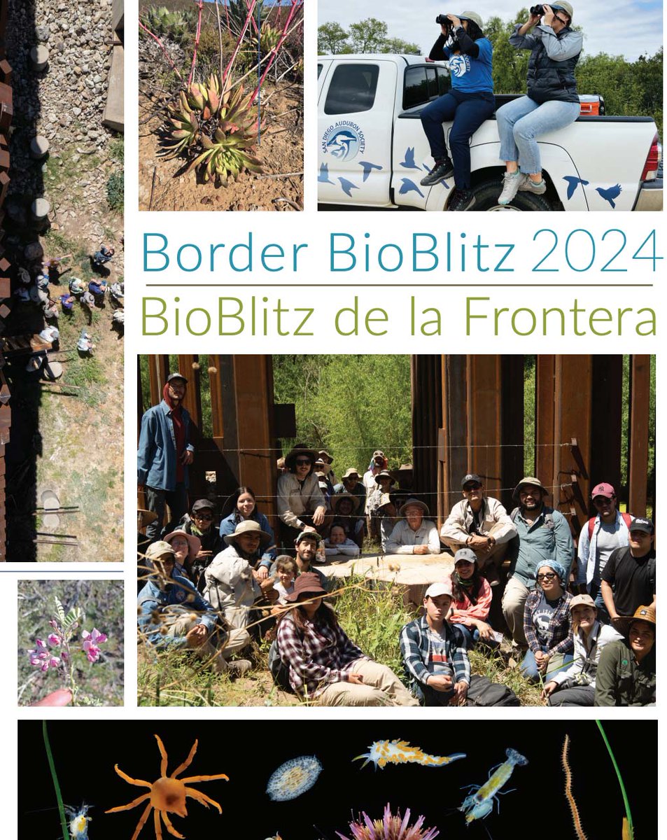 Más temprano este año, nos unimos al #BioBlitzDeLaFrontera anual, un esfuerzo binacional para documentar la diversidad de nuestras zonas fronterizas. Y gracias a nuestros socios de N-Gen, ahora hay un informe donde puedes ver resultados/fotos: ow.ly/jA3L50UtGJx