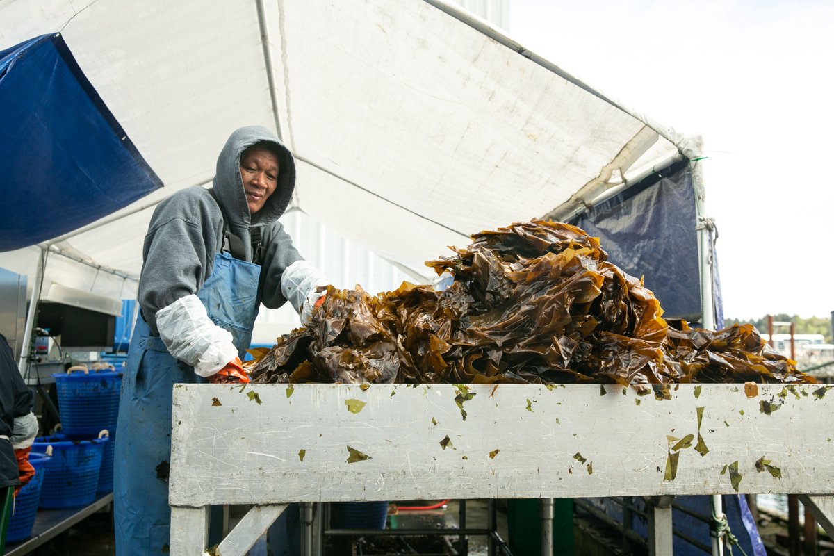 We see seaweed as the future of #biostimulants because seaweeds are rich in bioactive compounds that support plant health including #polysaccharides, minerals, trace elements, amino acids, and antioxidants. blueevolution.com/biostimulants/