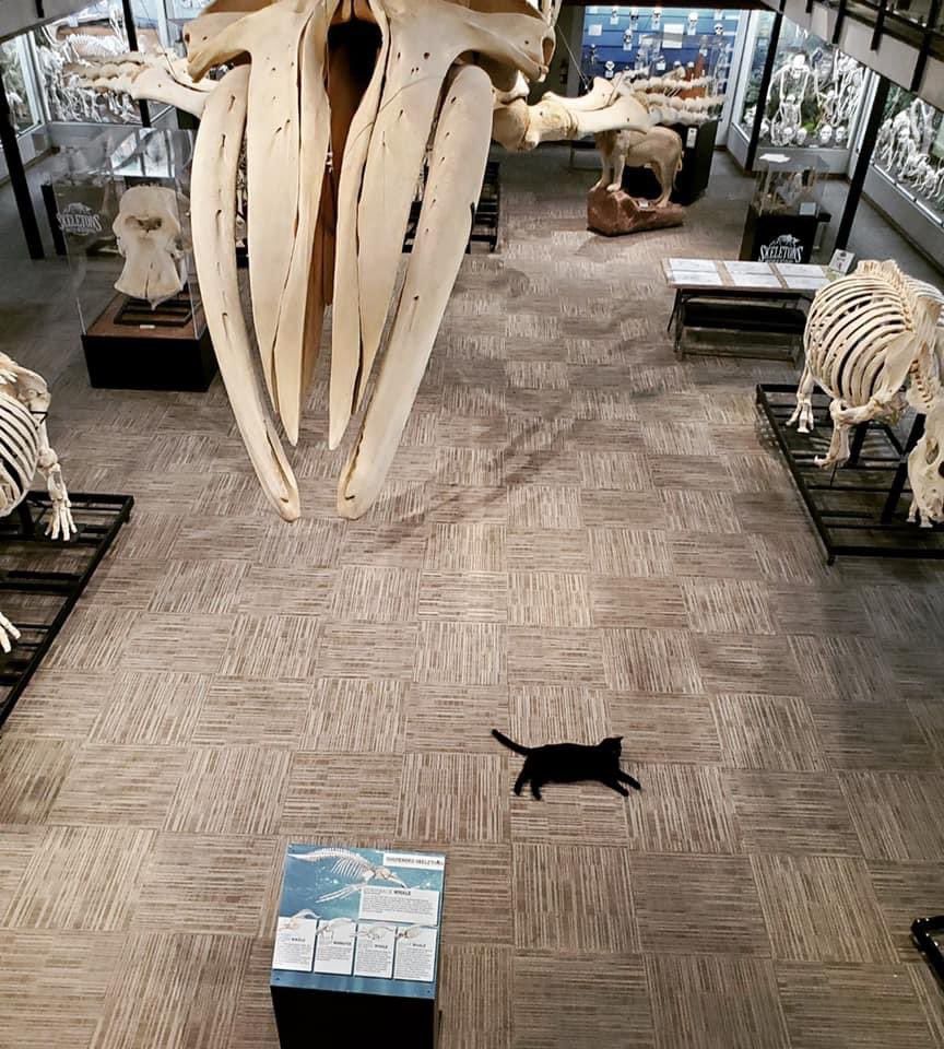 Meet Indiana Bones, the museum cat that parades around after hours ruling over all the bones at the Museum of Osteology