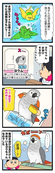 水浴びスタイル、鳥さんにも色々ある(足湯派のヨウムちゃん、おった🐾)
1999 #えるポピの絵日記かくところ 