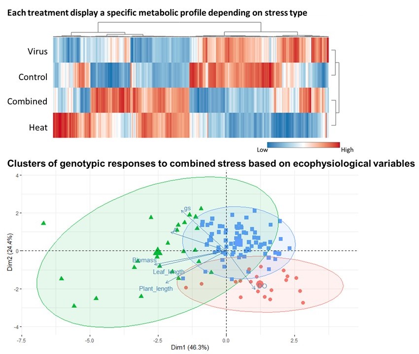 INRAE UMR1332 BFP (@inrae_bfp) on Twitter photo With trials on tomato plants exposed to CMV and heat stress, the VIRO team identified specific metabolic and ecophysiological responses, revealing three genotypic clusters: sensitive, tolerant, and intermediate. These findings provide guidance for developing more resilient crops. With trials on tomato plants exposed to CMV and heat stress, the VIRO team identified specific metabolic and ecophysiological responses, revealing three genotypic clusters: sensitive, tolerant, and intermediate. These findings provide guidance for developing more resilient crops.