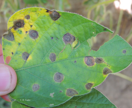 CropNetwork's tweet photo. “While low-tolerance [soybean] cultivars benefit most from chemical interventions, high-tolerance cultivars offer a sustainable alternative by reducing reliance on fungicides, minimizing environmental impact, and mitigating economic risks associated with fungicide resistance and reduced efficacy.”

From the article Economic returns on fungicide use across soybean cultivars with varying tolerance to target spot (Corynespora cassiicola) https://t.co/u7WzJMQD3p by  @tomazrg Claudia Vieira Godoy & @edelponte 

@SoyResearchInfo @SoybeanScience1 @soydisease @travisfaske @baldpathologist @alabamaED @NCLegumeLady @ncsoybeans @MSSOY @MahDuffeck #soybeans
