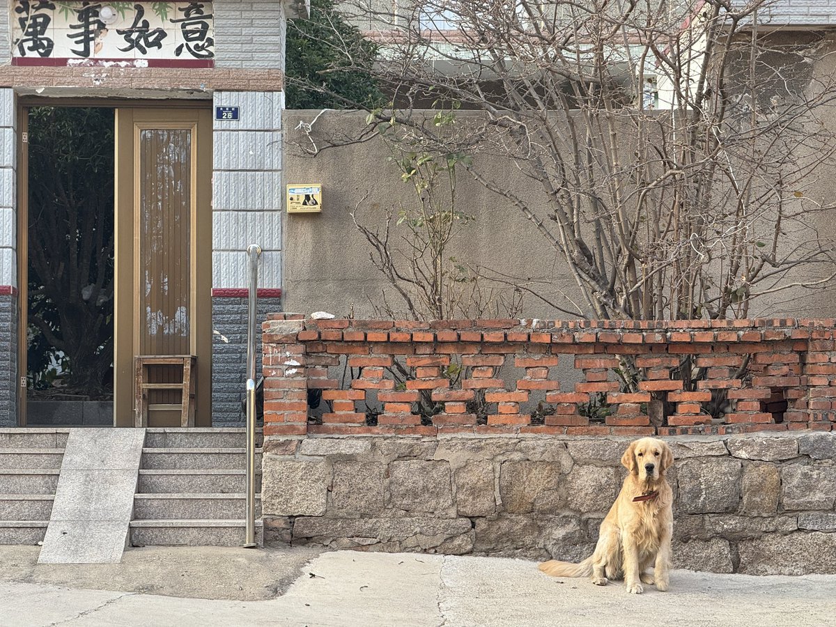 mrong029's tweet photo. stranger dog in the village https://t.co/aT83ChiZbo