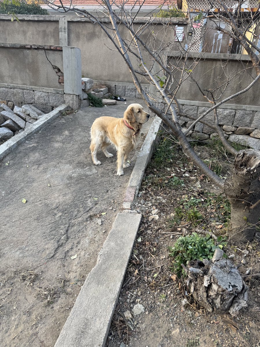 mrong029's tweet photo. stranger dog in the village https://t.co/aT83ChiZbo