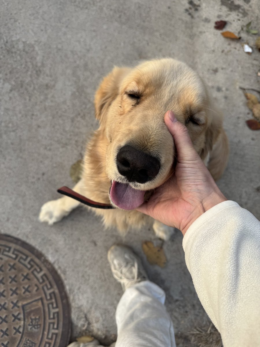 mrong029's tweet photo. stranger dog in the village https://t.co/aT83ChiZbo