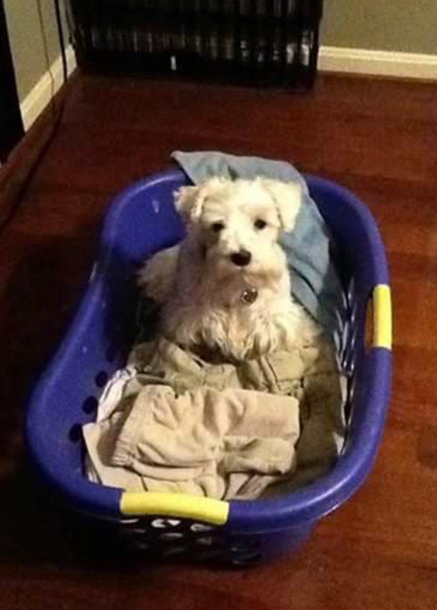 Yesterday, almost 13 years to the day after she joined our family, we had to let our precious girl Salt, go. To say I am heartbroken is the world’s largest understatement. She was the sweetest dog ever and will be in our hearts forever. Daddy loves you little girl.