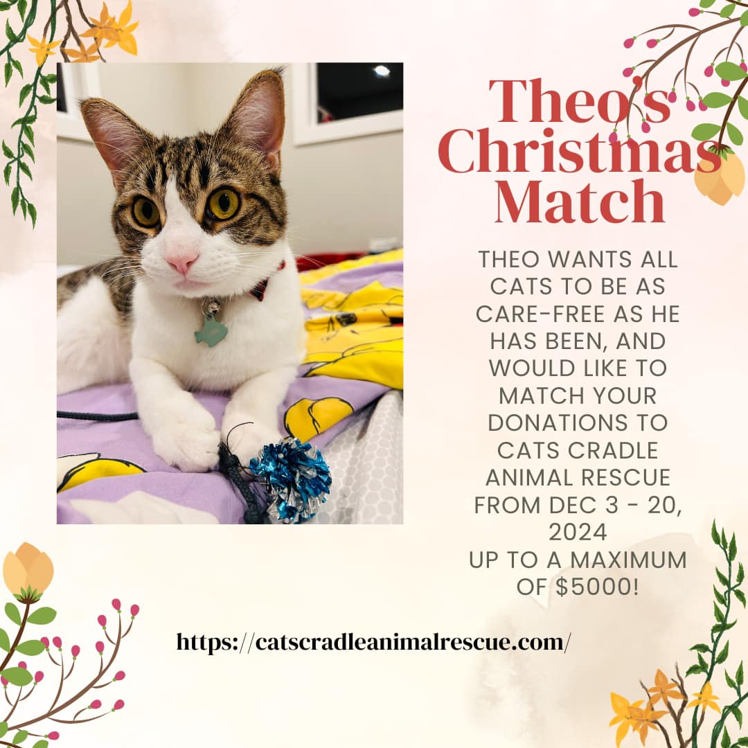 CatsCradleRescu's tweet photo. Today is the last day to make a donation for Theo to  match the amount! If you want to help Theo make his goal you can donate through CanadaHelps at https://t.co/qlZxvPpzNH or through e-transfer or Paypal to ccar@shaw.ca. https://t.co/dH0bNEWduS