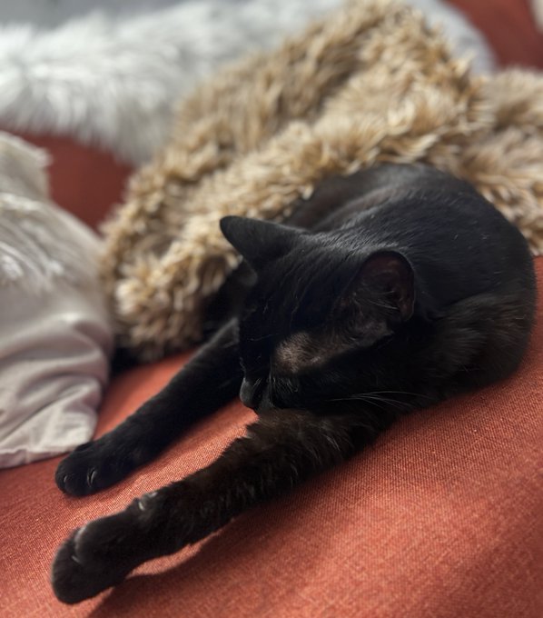meow_at_you