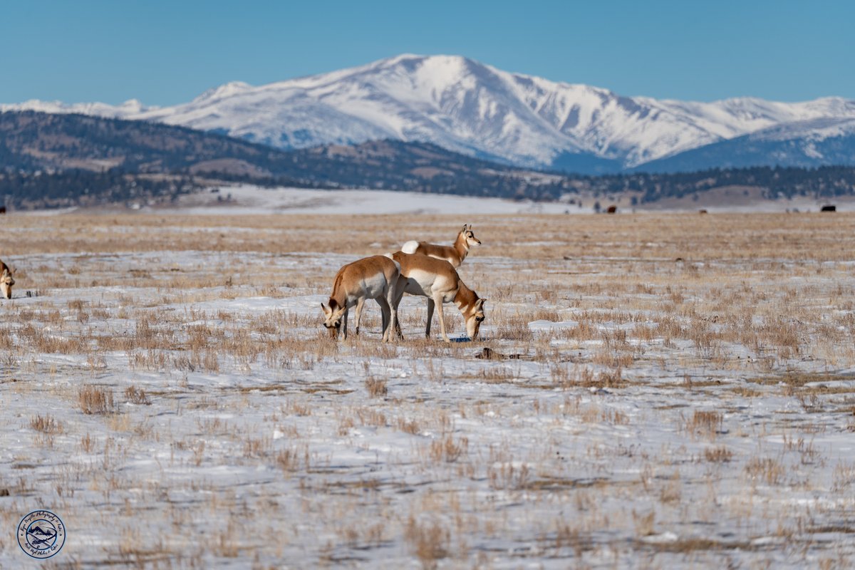 ryantujillo's tweet photo. Where the Antelope roam... These Antelope are in the South Park roaming around in cold temps like its nothing. Just another day, except it's FRIDAY!!! https://t.co/u8qZCbdtE5