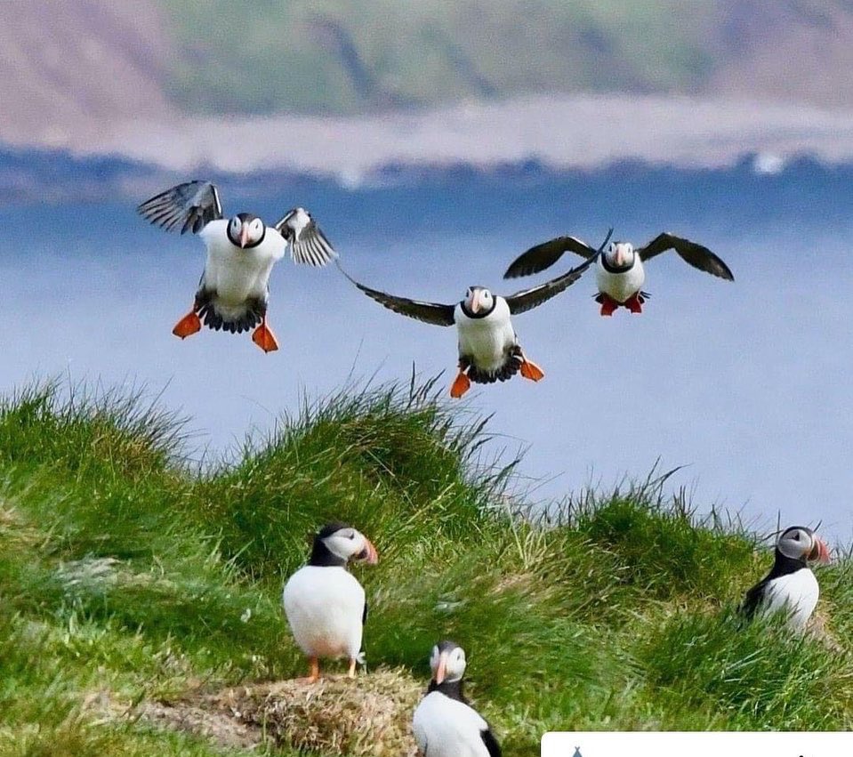 Give the gift of Puffins this year ! Visit Isle of Canna and take the Puffin Trail to see these great little birds! Gift Cards available here:  app.squareup.com/gift/MLG38339V…. #puffins #seabirds #isleofcanna