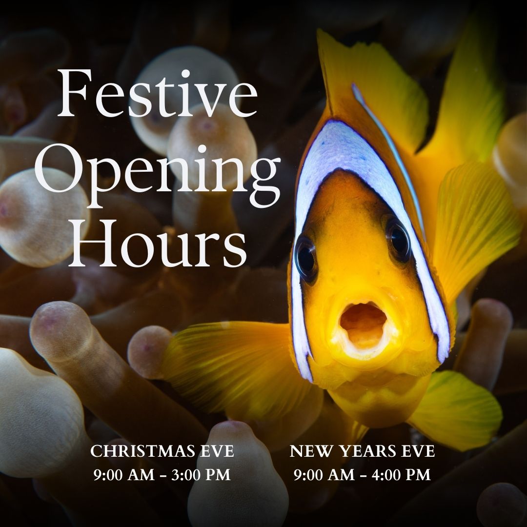 Dive Worldwide tweet media