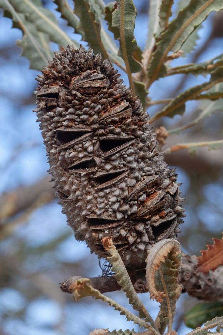 Untamedpath's tweet photo. "Intricate beauty of a Banksia seed pod, a testament to nature's artistry." #banksia #seedpod #australianflora #naturephotography #macro https://t.co/HEpaspKDDR
