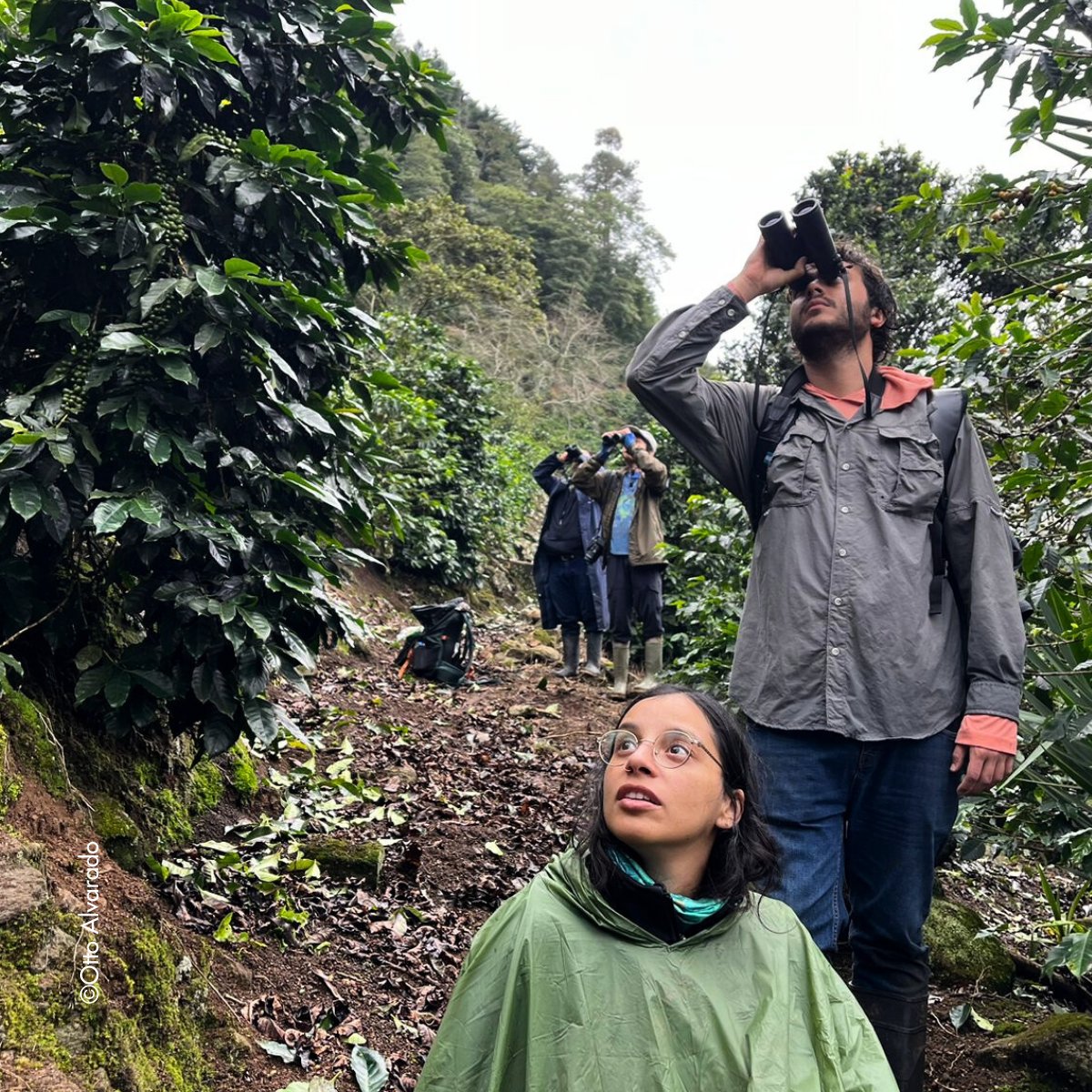 WCS_Mesoamerica's tweet photo. El pasado domingo (15 de diciembre), 40 observadores de aves de cuatro clubes de observación de aves y tres países desafiaron la lluvia y la niebla para el 2º Conteo Anual de Aves de Navidad en la impresionante y montañosa región del Trifinio - ¡donde se encuentran Guatemala, El Salvador y Honduras!

A pesar de las condiciones meteorológicas, los ánimos se mantuvieron altos, ya que tanto los observadores de aves experimentados como los recién llegados avistaron más de 100 especies en esta zona trinacional protegida, entre ellas el chipe cachete dorado (una especie amenazada en todo el mundo) y el emblemático quetzal.

Eventos como este conteo, que forma parte de una tradición hemisférica organizada por la National Audubon Society, son fundamentales para comprender la diversidad de las aves y concienciar sobre el papel vital que desempeñan en nuestros ecosistemas.
Muchas gracias a todos los que han hecho posible este evento:

Proyecto de Paisajes Resilientes y Biodiversos del Norte de Mesoamérica BLF-DEFRA.

Wildlife Conservation Society (WCS), Plan Trifinio, National Audubon Society, COASMO, COAS, Aves Honduras, ICF, Mujeres y Naturaleza (MUNAT), Pajareros de Verapaz, y Community Cloud Forest Conservation (CCFC).
-
This past Sunday (December 15), 40 birders from four birding clubs and three countries braved rain and mist for the 2nd Annual Christmas Bird Count in the stunning, mountainous Trifinio region — where Guatemala, El Salvador, and Honduras meet!

Despite the weather, spirits stayed high as experienced birders and newcomers alike spotted over 100 species in this trinational protected area, including the Golden-cheeked Warbler (a globally threatened species) and the iconic Resplendent Quetzal.

Events like this count, part of a hemisphere-wide tradition organized by the National Audubon Society, are key to understanding bird diversity and raising awareness about the vital role birds play in our ecosystems.

Big thanks to everyone who made this event possible:
Resilient and Biodiverse Landscapes of Northern Mesoamerica Project BLF-DEFRA.

@TheWCS, @Plan_Trifinio, National Audubon Society, COASMO, COAS, Aves Honduras, @ICFHonduras, Mujeres y Naturaleza (MUNAT), Pajareros de Verapaz, and Community Cloud Forest Conservation (CCFC).