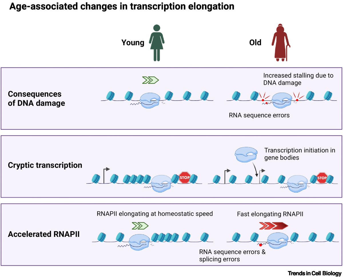 Together with <a href="/AndreasBeyer012/">Andreas Beyer</a>, <a href="/AntebiLab/">Antebi Lab</a>, and Linda Partridge we wrote Opinion article in <a href="/TrendsCellBio/">Trends Cell Biology</a> on accumulating data relating age-associated changes in transcriptional elongation with homeostatic deregulation. Feedback welcome!

cell.com/trends/cell-bi…